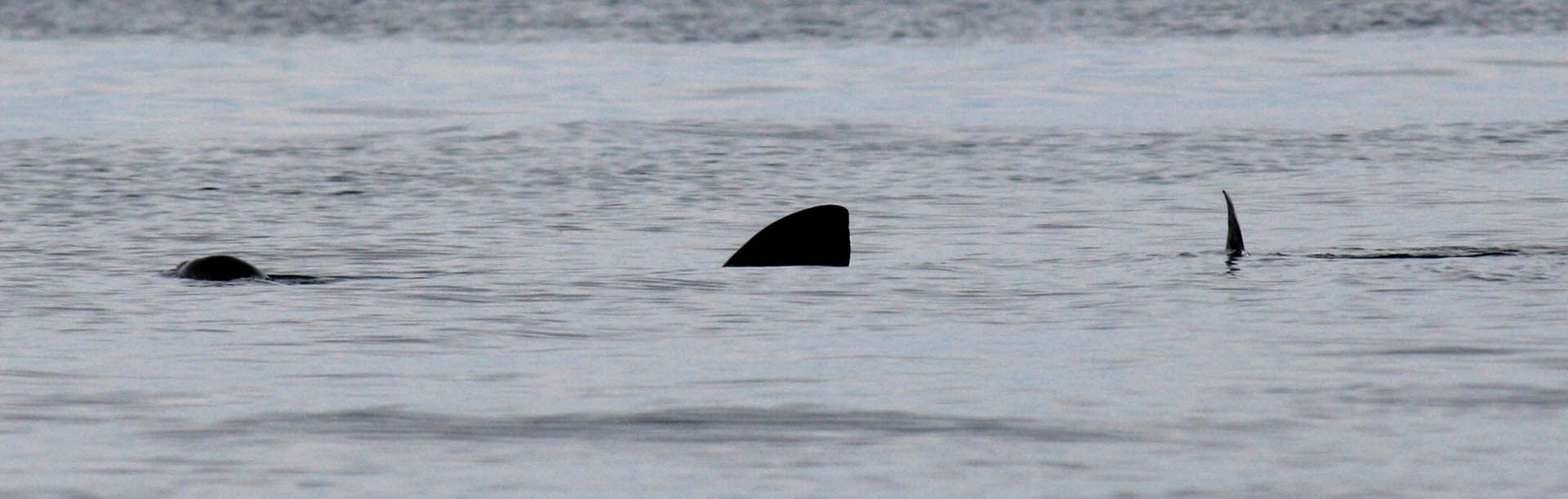 A photo of a Basking shark in the Minch off Gairloch, Wester Ross