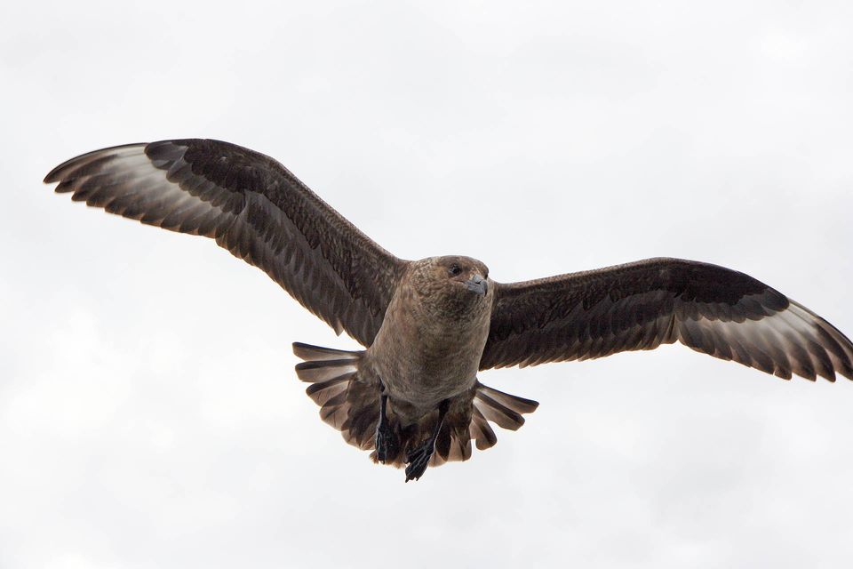 A photo of a Bonxie on wing as seen in Gairloch, Wester Ross