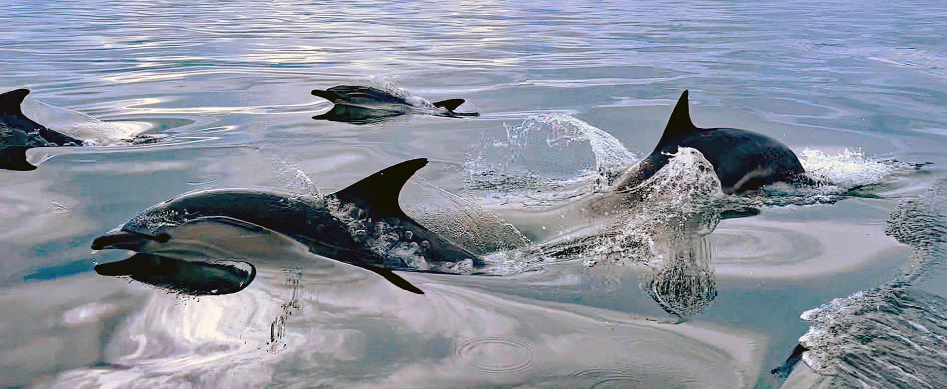 A photo of Common dolphins in the Minch off Gairloch, Wester Ross