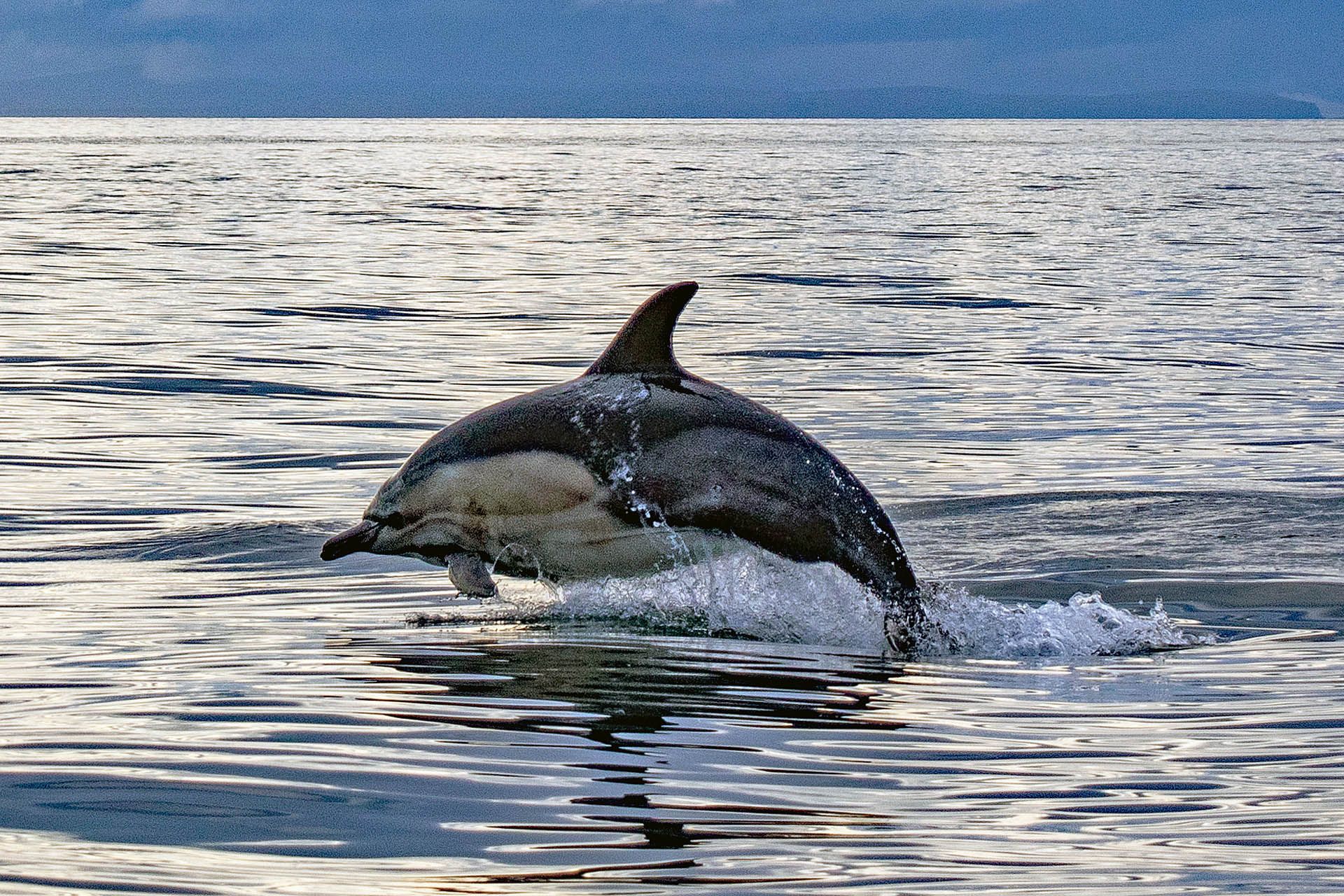 A photo of Common dolphins in the Minch off Gairloch, Wester Ross