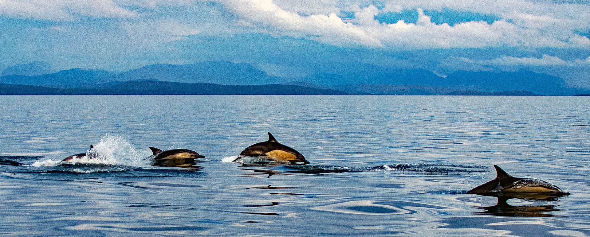 A photo of Common dolphins in the Minch off Gairloch, Wester Ross