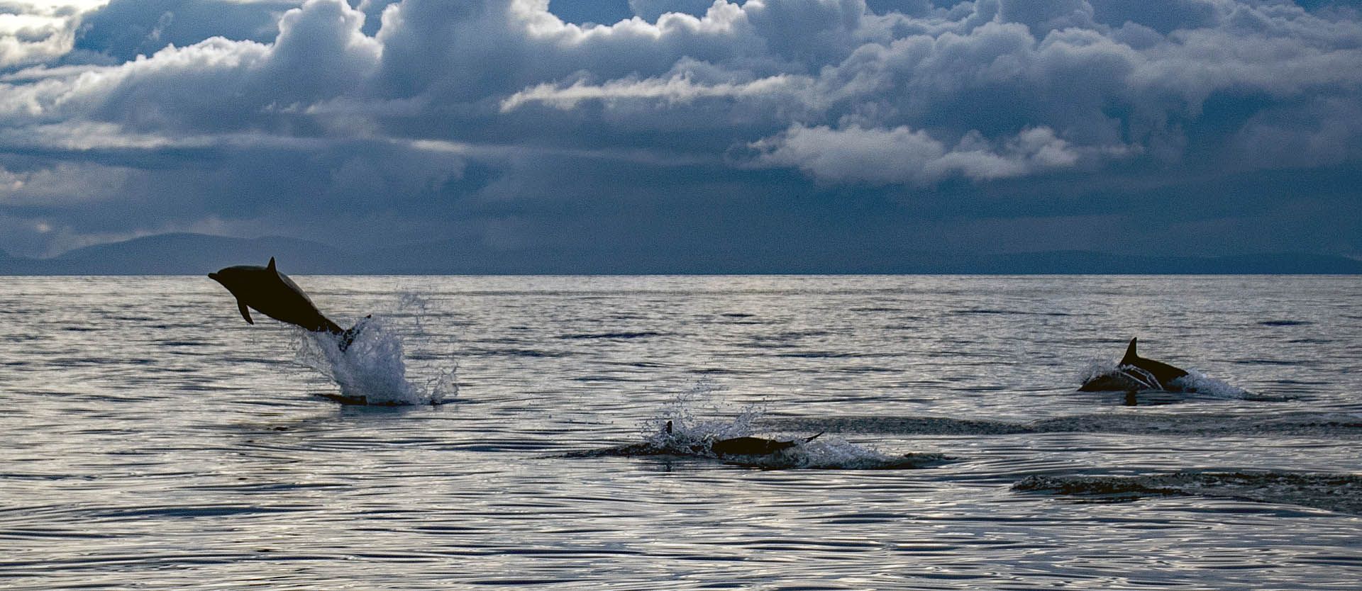 A photo of Common dolphins in the Minch off Gairloch, Wester Ross
