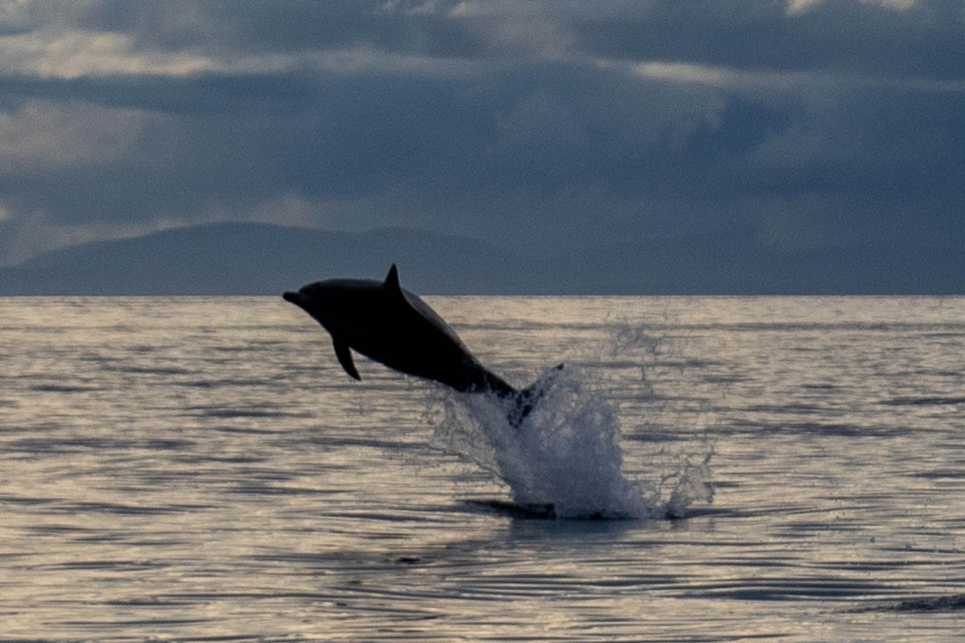 A photo of a Common dolphin in the Minch off Gairloch, Wester Ross
