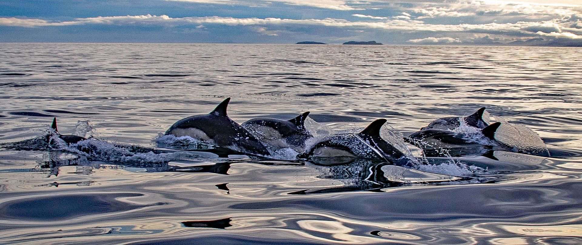 A photo of Common dolphins in the Minch off Gairloch, Wester Ross