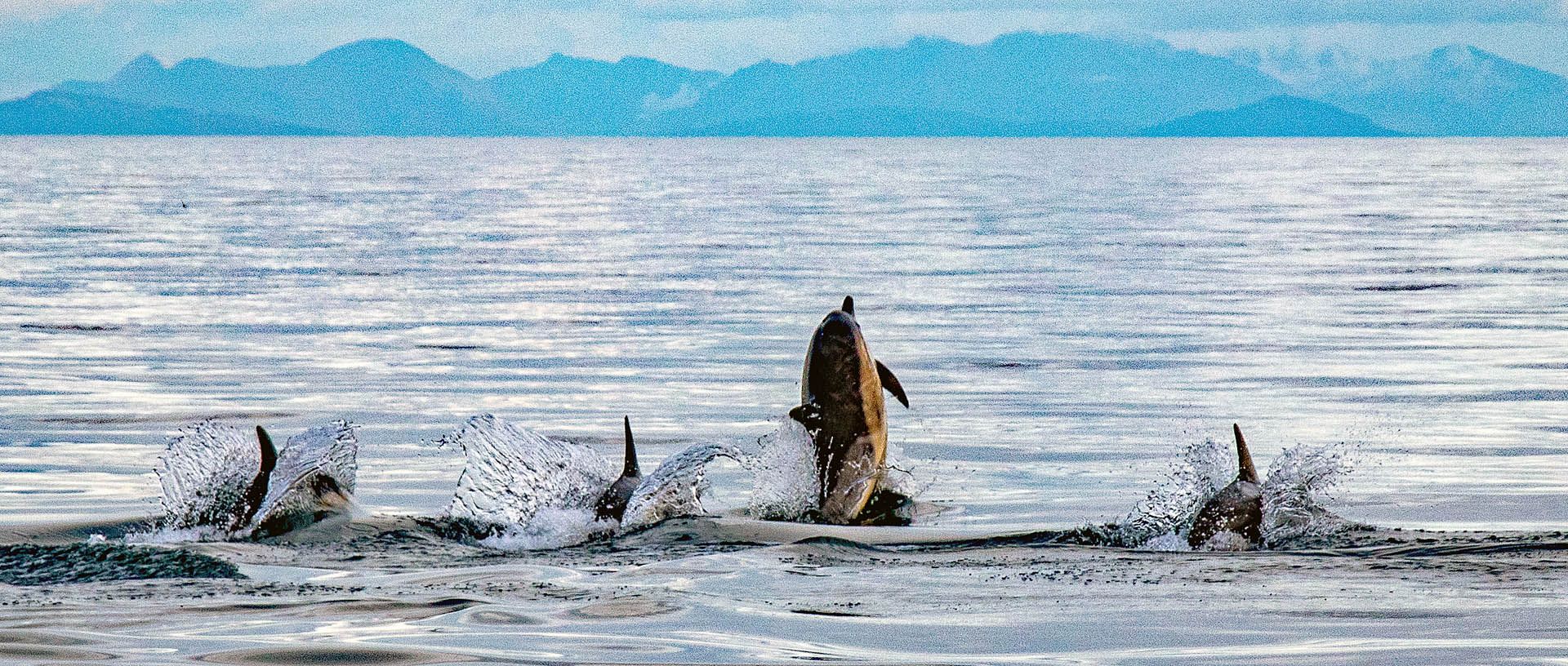 A photo of Common dolphins in the Minch off Gairloch, Wester Ross