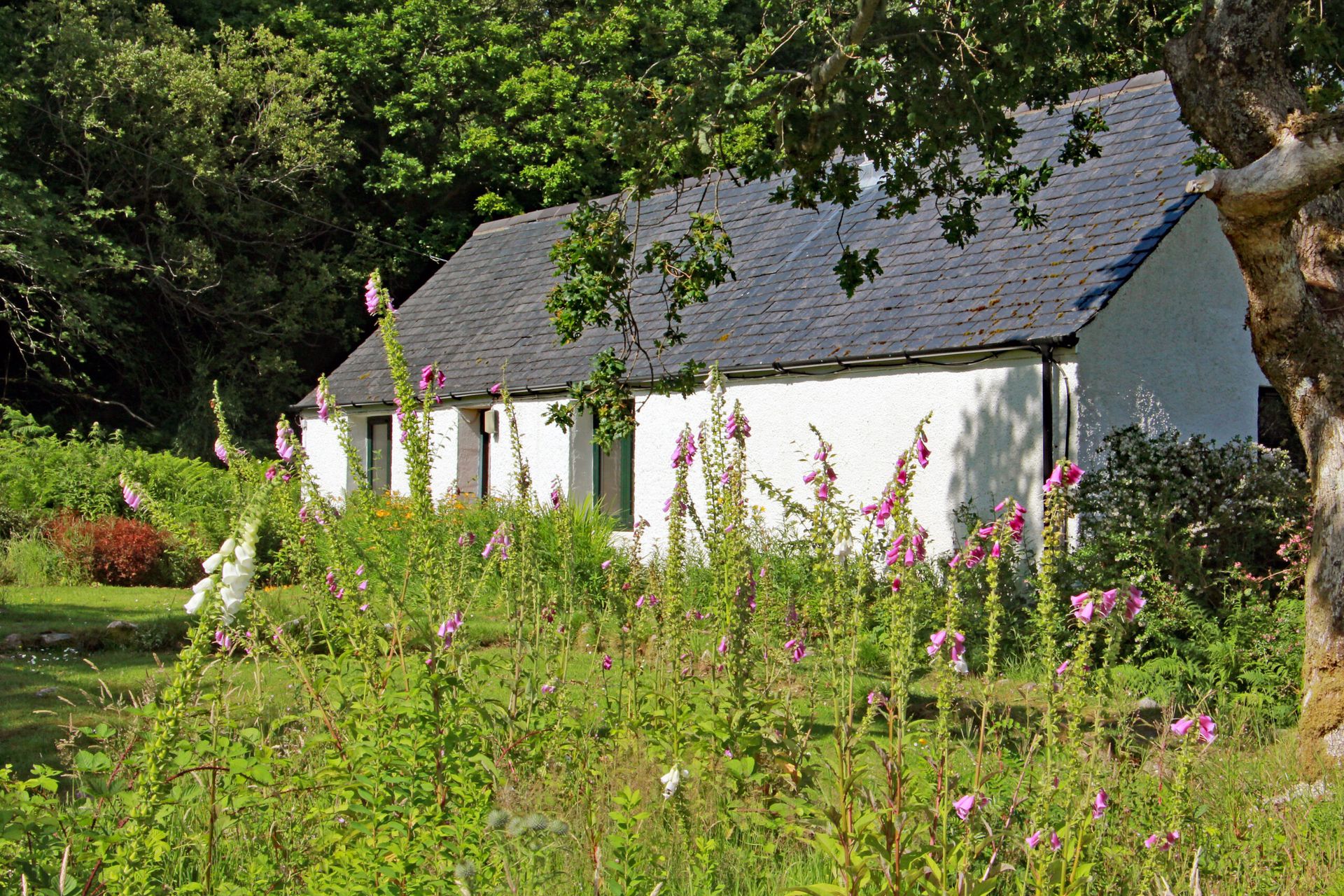Photo of Aird Cottage in Badachro from the front through some flowering foxgloves