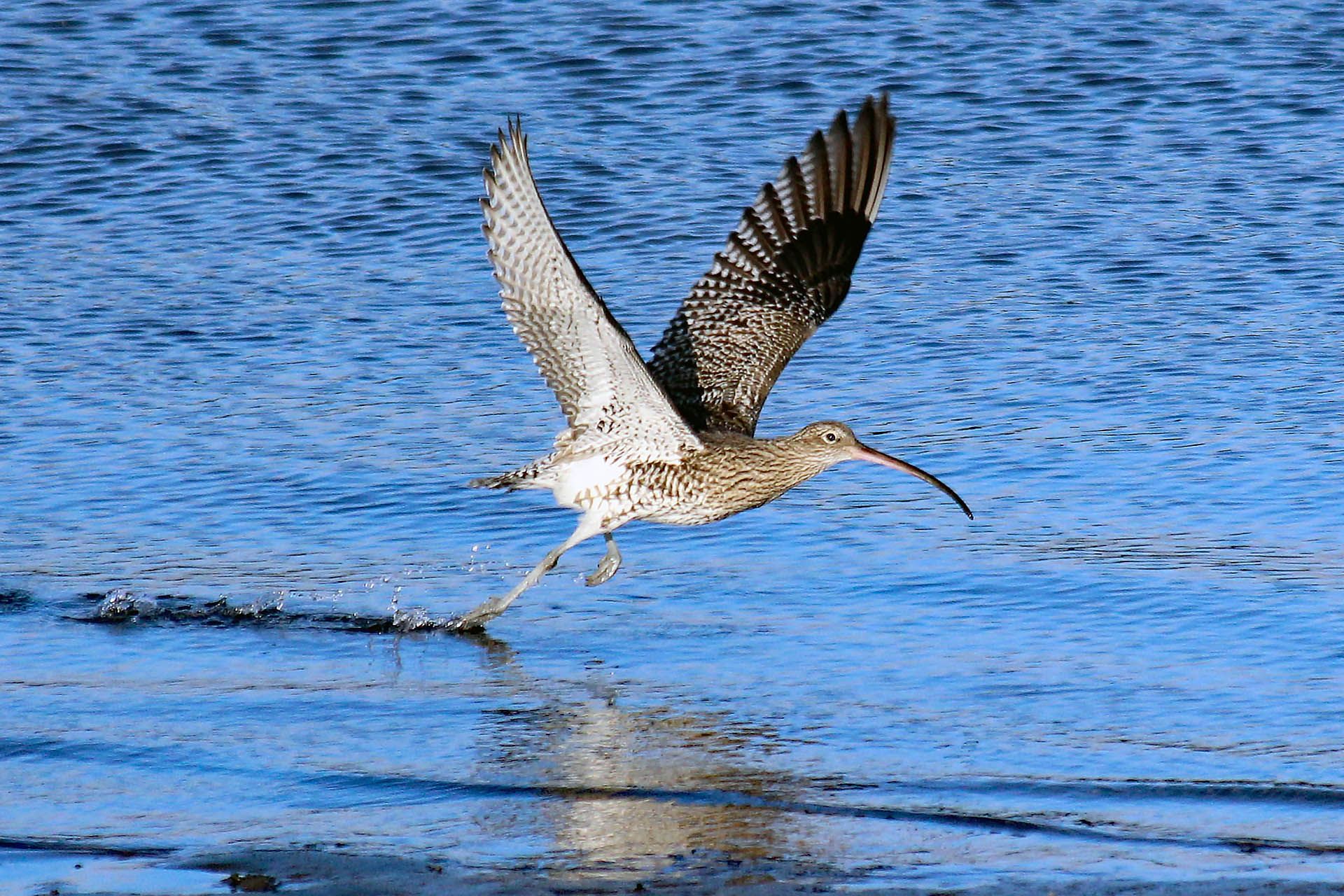 A photo of a Curlew on the wing as seen in Gairloch, Wester Ross
