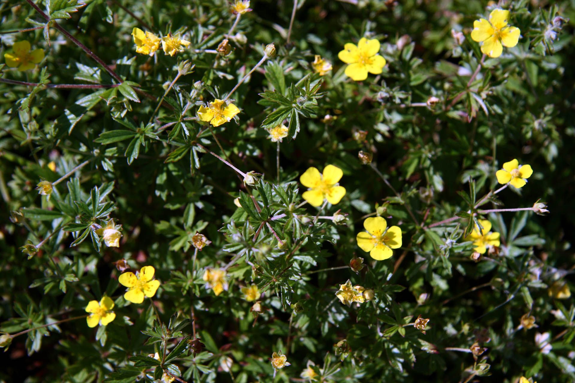 A photo of yellow flowers, Tormentil, in Gairloch, Wester Ross