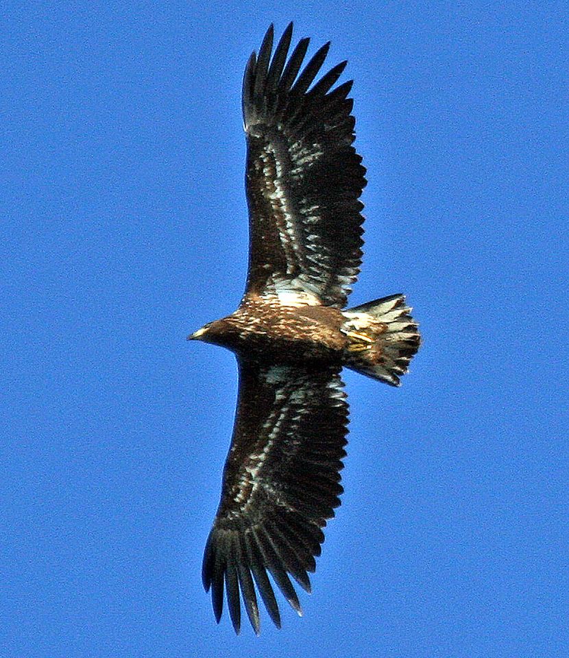 A photo of a Golden eagle as seen in Gairloch, Wester Ross