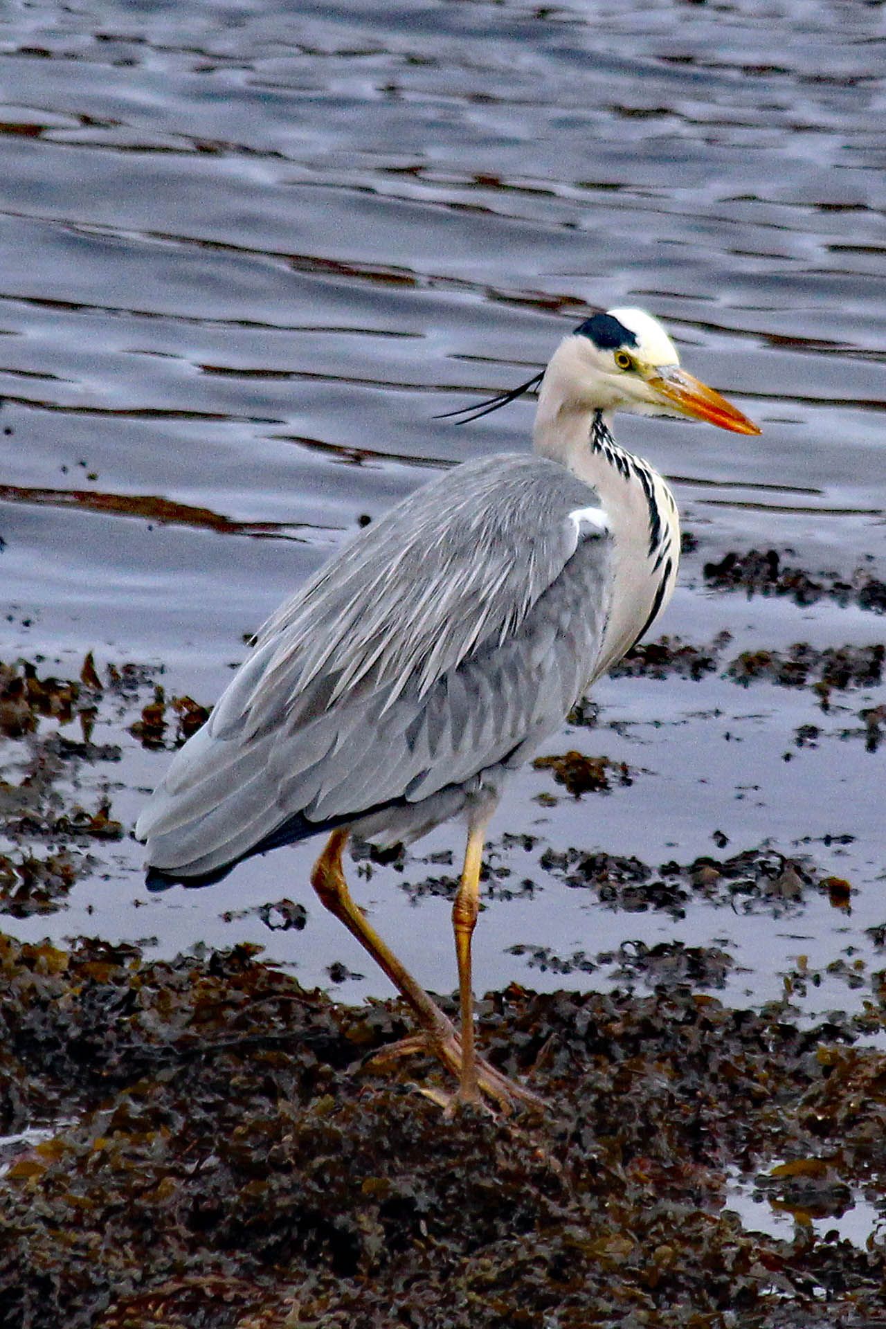 A photo of a Heron as seen in Gairloch, Wester Ross