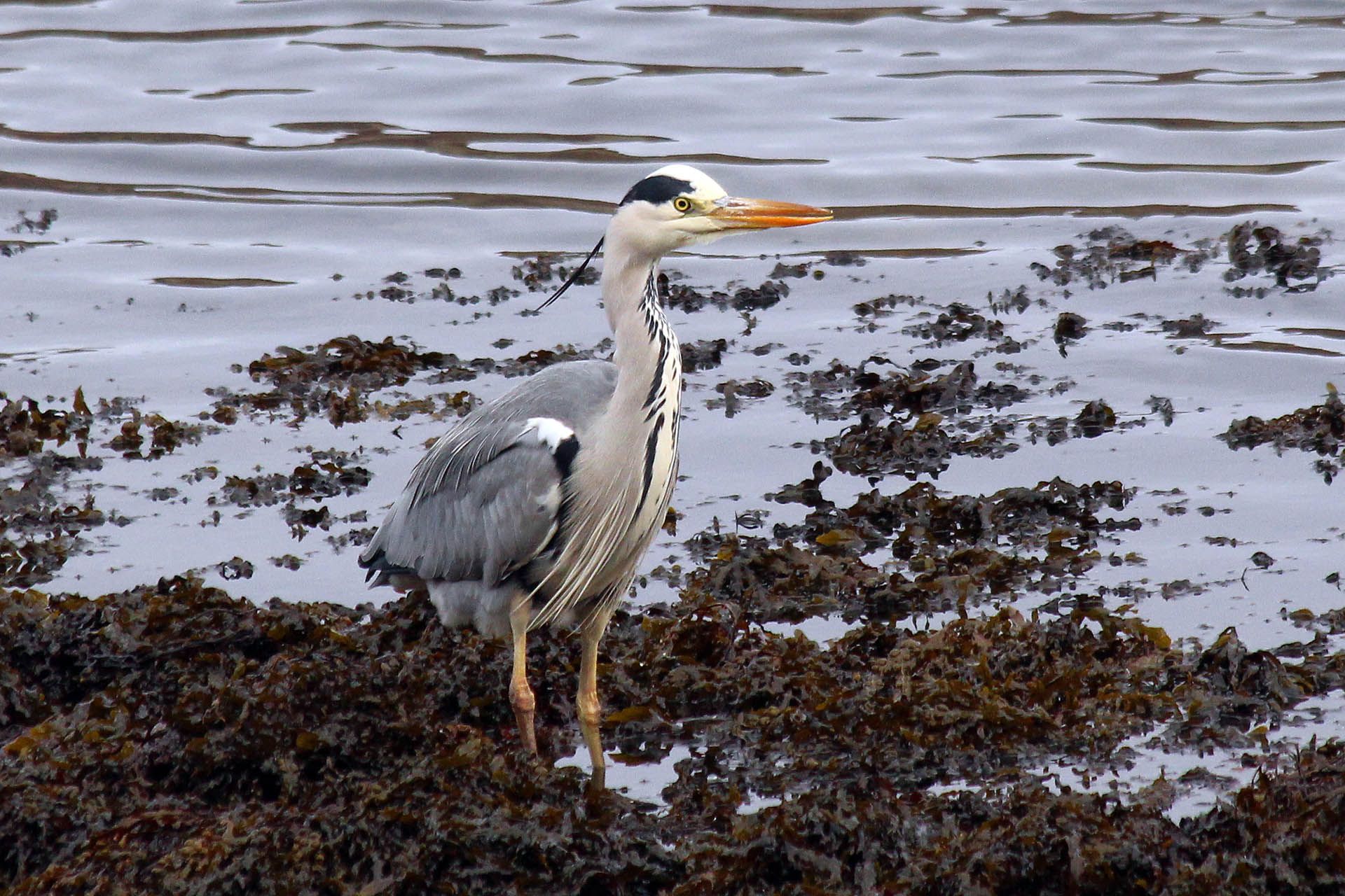 A photo of a Heron as seen in Gairloch, Wester Ross