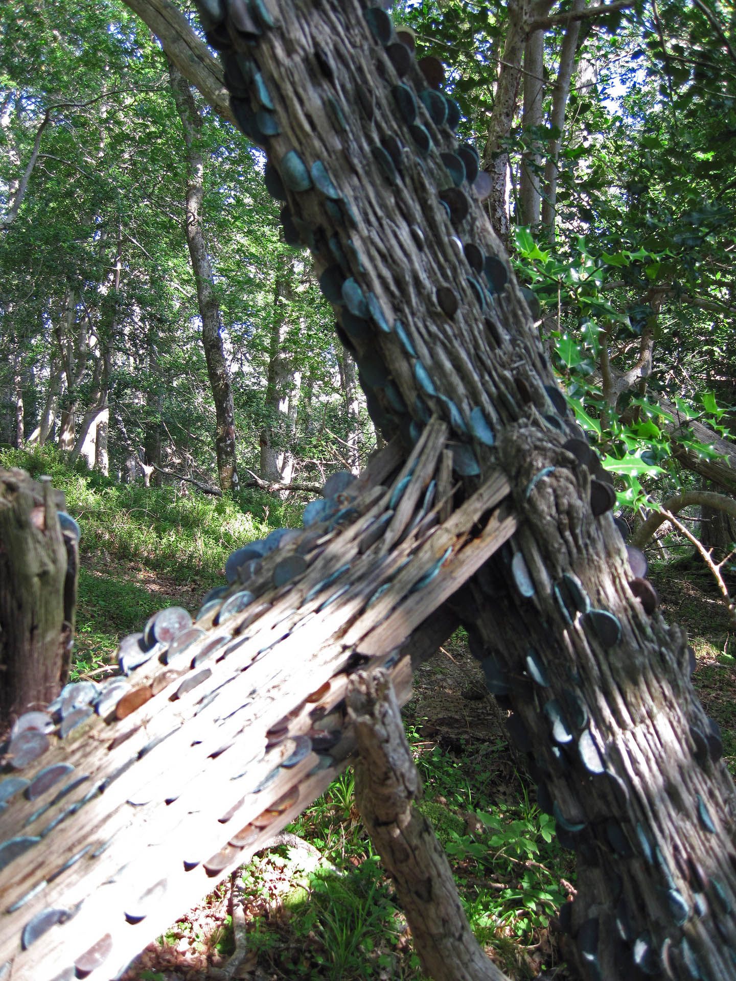 A picture of the Money Tree on the Isle Maree in Gairloch. The trees have coins hammered into them.