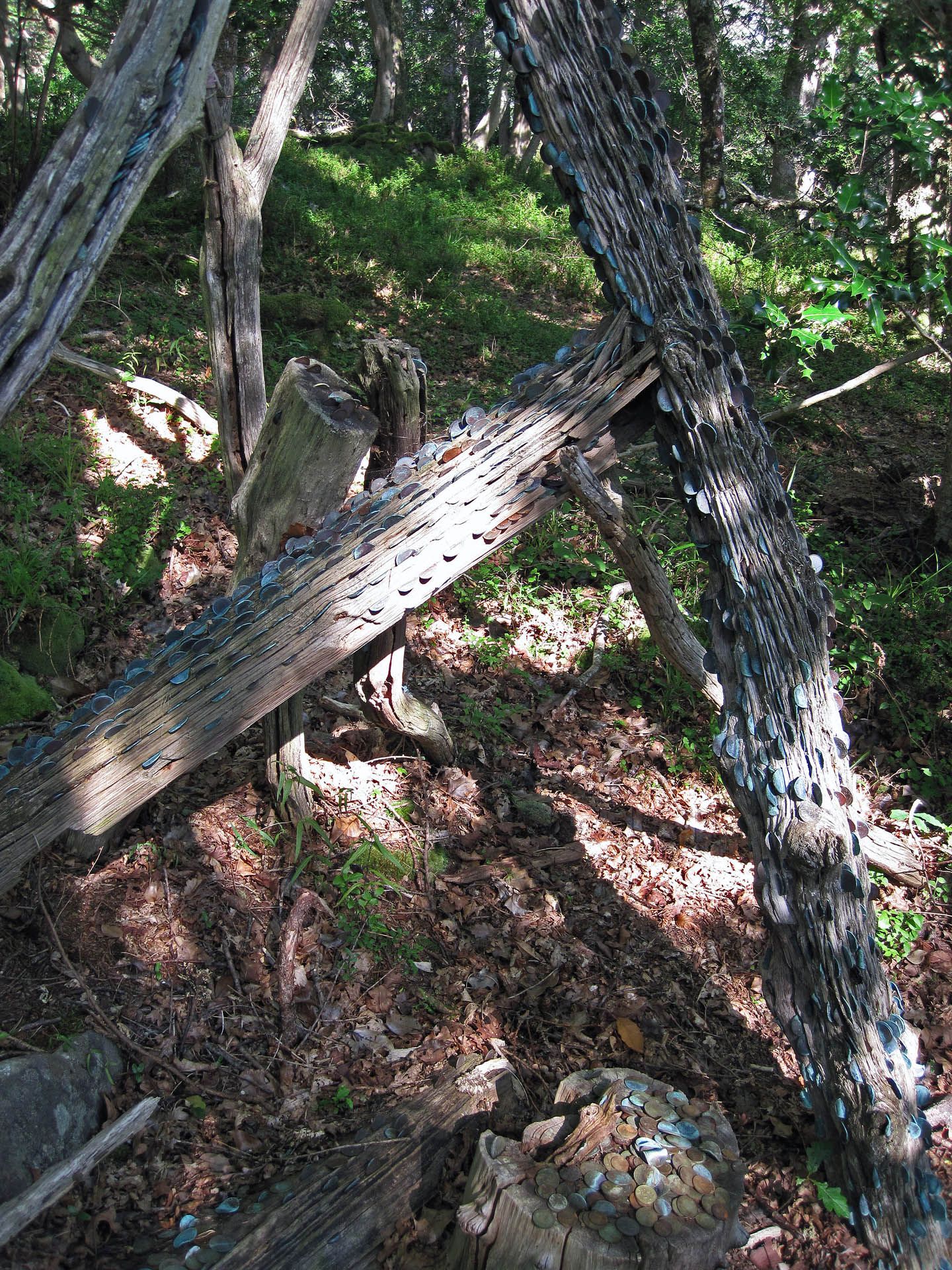 A picture of the Money Tree on the Isle Maree in Gairloch. The trees have coins hammered into them.