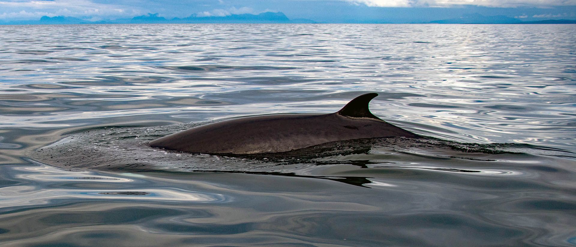 A photo of a Minke whale as seen in Gairloch, Wester Ross
