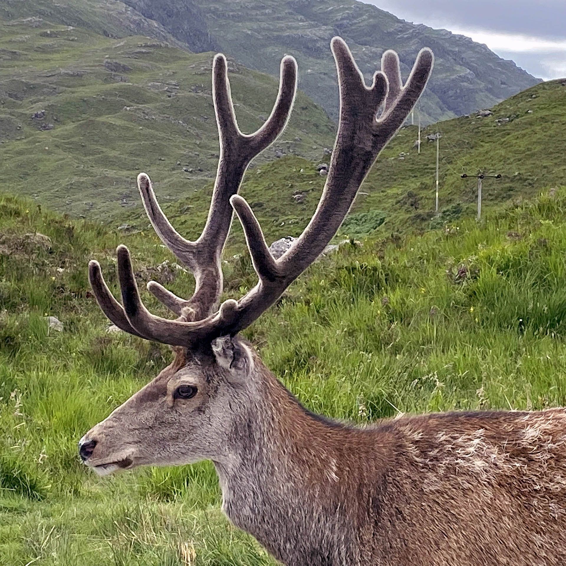 A photo of a Red Deer Stag as seen in Gairloch, Wester Ross
