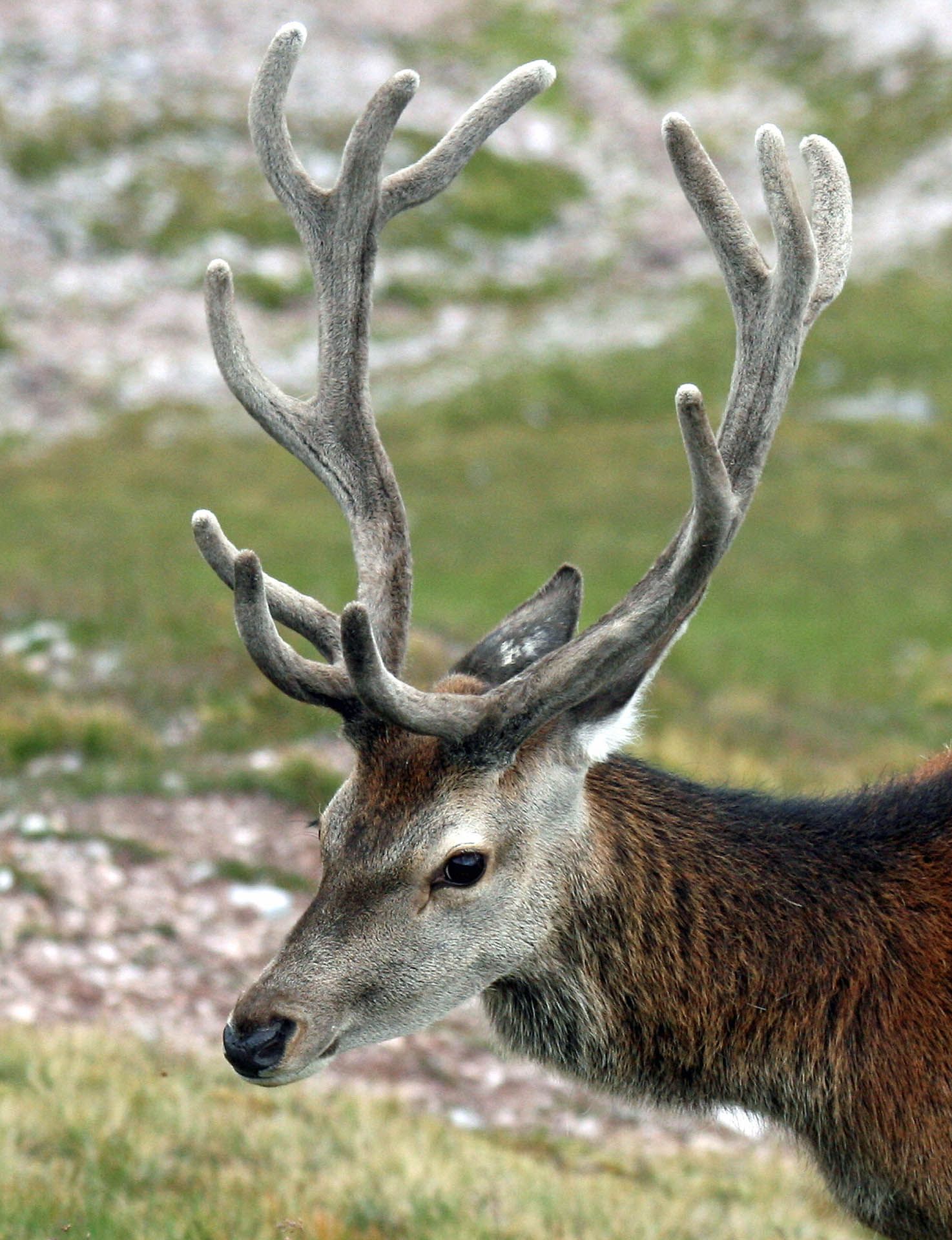 A photo of a Red deer stag as seen in Gairloch, Wester Ross