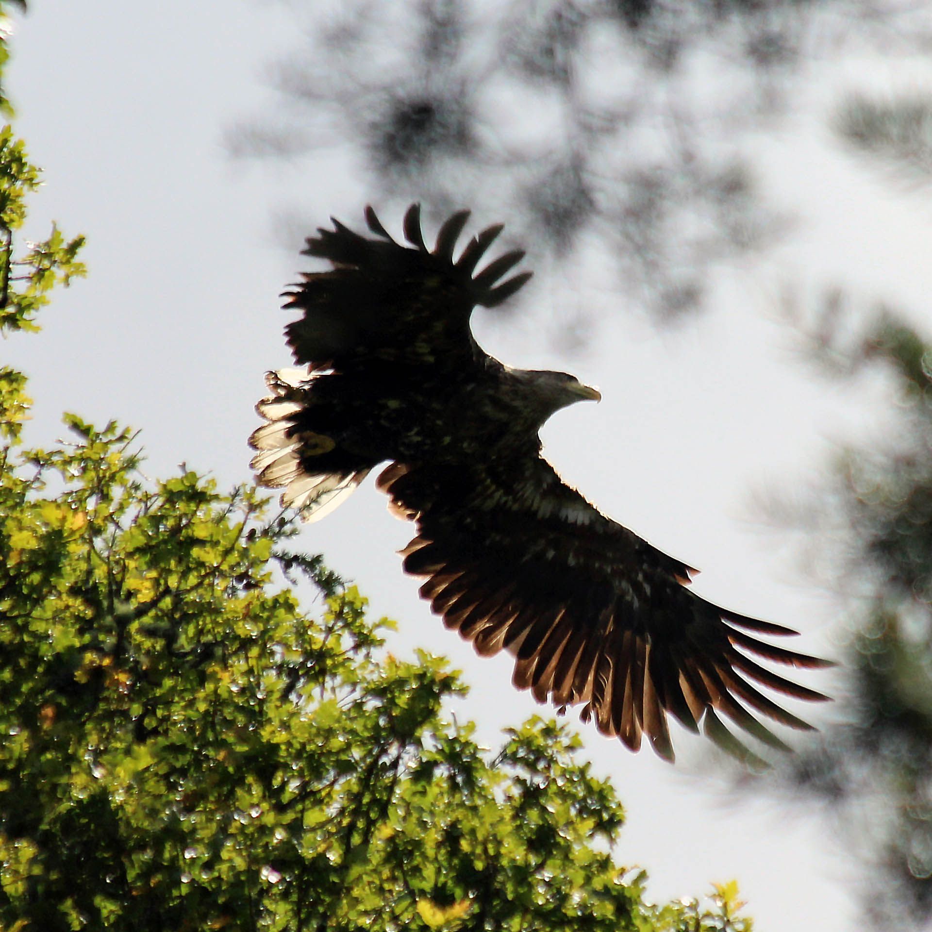 A photo of a Sea Eagle as seen in Gairloch, Wester Ross