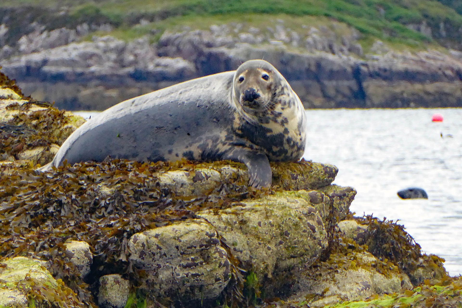 A photo of a Seal as seen in Gairloch, Wester Ross